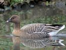 Pink-Footed Goose (WWT Slimbridge November 2017) - pic by Nigel Key